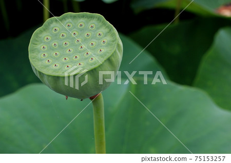 Basho's Oku no Kizuna 42 (Ogaki City, Gifu Prefecture) 75153257