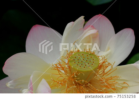 The land of the back alley knot, 43 (Ogaki City, Gifu Prefecture) 75153258