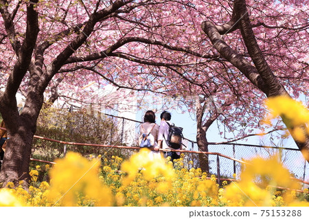 Matsudayama Herb Garden: Rape blossoms, Kawazu cherry blossoms and a couple Matsudayama Herb Garden: Rape blossoms, Kawazu cherry blossoms and a couple 75153288