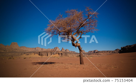 Desert Landscape with Acacia in Moul Naga valley at in Tassili nAjjer national park in Algeria 75153404