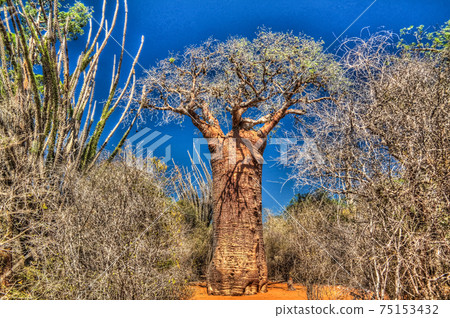 Landscape with Adansonia rubrostipa aka fony baobab tree in Reniala reserve , Toliara, Madagascar Landscape with Adansonia rubrostipa aka fony baobab tree in Reniala reserve , Toliara, Madagascar 75153432