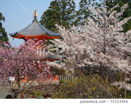 Sakura scenery of Kyoto Oharano Shoboji Temple Sakura scenery of Kyoto Oharano Shoboji Temple 75153484