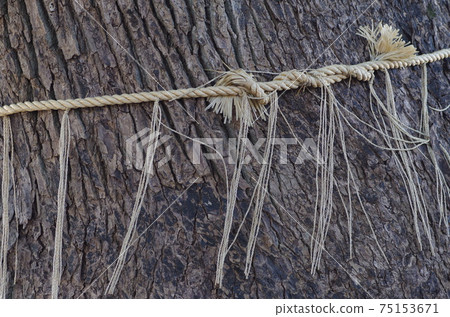 Shimenawa wrapped around camphor tree Shimenawa wrapped around camphor tree 75153671