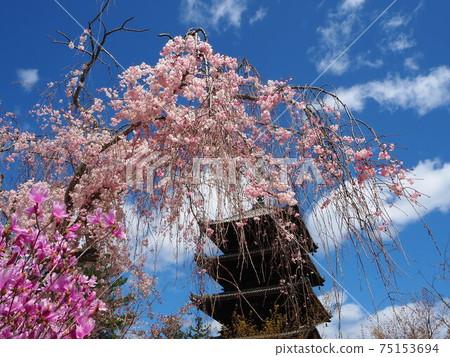Sakura scenery of Ninnaji Temple in Kyoto 75153694