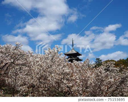Sakura scenery of Ninnaji Temple in Kyoto Sakura scenery of Ninnaji Temple in Kyoto 75153695