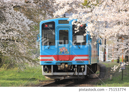 Sakura blooming Tarumi Railway 75153774