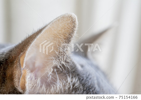 貓耳朵向上 75154166