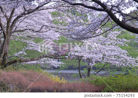 Spring in full bloom 75154293