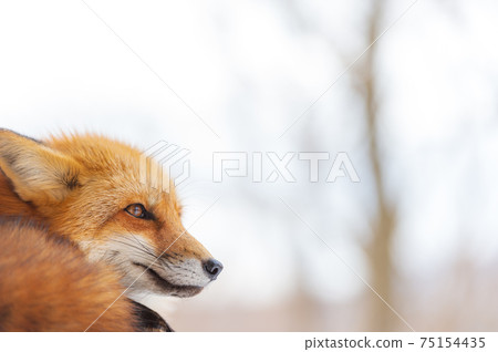狐狸在冬天的雪景 狐狸在冬天的雪景 75154435
