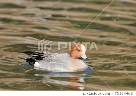 Wigeon on Lake Tanuki Wigeon on Lake Tanuki 75154468