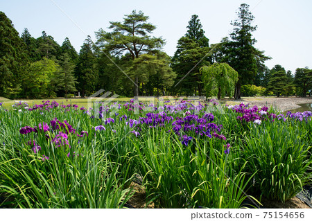 Motsuji flower irises Motsuji flower irises 75154656