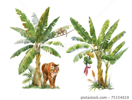 Beautiful image with watercolor tropical palms and jungle animal tiger. Stock illustration. 75154819