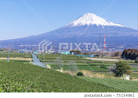 "Shizuoka Prefecture" Mt. Fuji and tea plantations 75154961