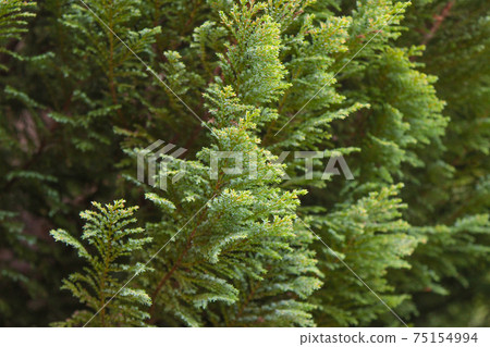 Pea cypress, tree branches. Pea cypress, tree branches. 75154994