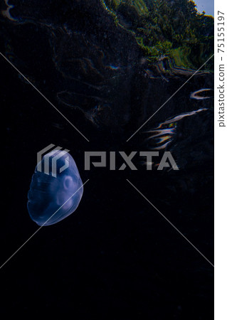 Floating jellyfish Floating jellyfish 75155197