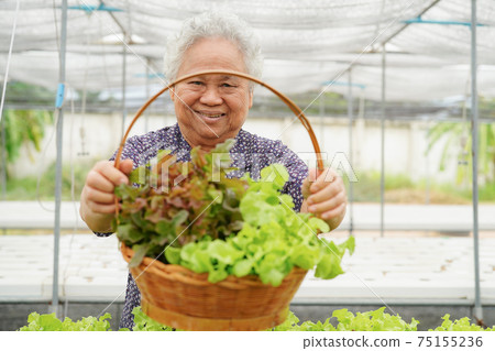 Asian senior lady holding green and red oak vegetable salad hygienic organic plant hydroponic cultivation tree garden farm 75155236