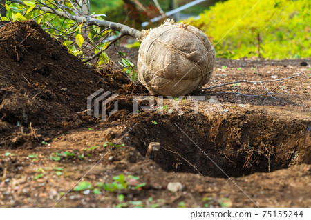 Spring park for transplanting plants 75155244