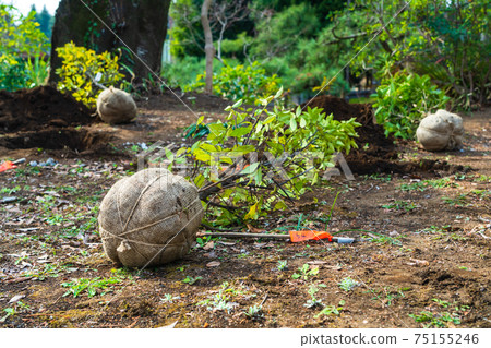春季植物移植園 75155246