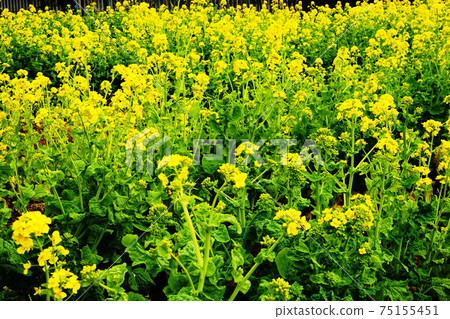 Rape blossoms 75155451
