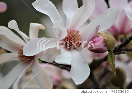Co-starring the big flowers and buds of Magnolia kobus Co-starring the big flowers and buds of Magnolia kobus 75155615