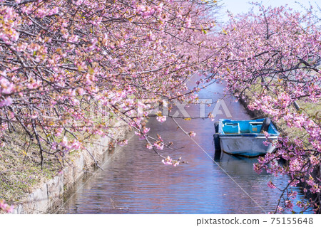 三重縣松阪市的松川津櫻路和水道上盛開的船隻 75155648