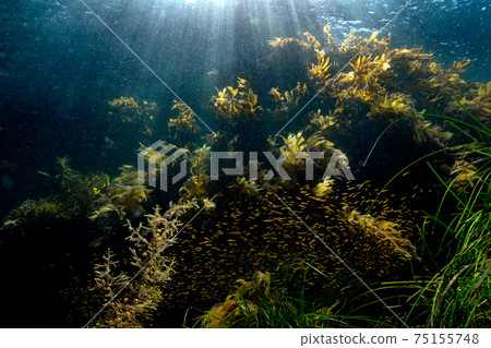 一條小魚，被柔和的光線包圍著，並被海藻保護 75155748