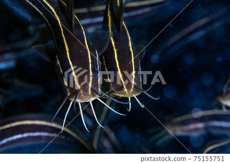 Gonzui Gonzui 75155751