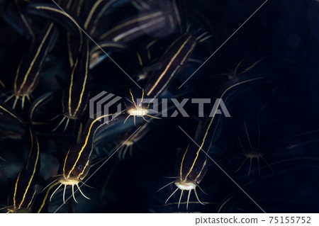 Gonzui Gonzui 75155752