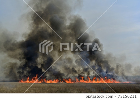 Yoshiyaki of Watarase Seto 75156211