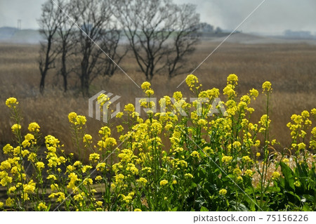 Yoshiyaki in Watarase Retarding Ground and rape blossoms blooming on the embankment in the grove 75156226