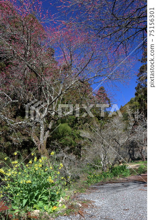 Shirakidani Plum blossoms and rape blossoms blooming in Satoyama Early spring (Nankoku City, Kochi Prefecture) 75156301