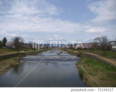 Scenery of the Kamo River in Kyoto in the spring when cherry blossoms bloom 75156527