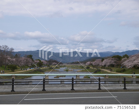 Scenery of the Kamo River in Kyoto in the spring when cherry blossoms bloom 75156528