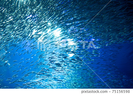 Aquarium aquarium aquarium herd silhouette 75156598