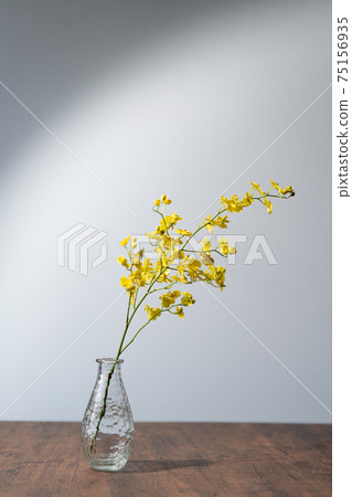 橙汁黃麻雀蘭花花花 橙汁黃麻雀蘭花花花 75156935
