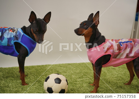 Miniature Pinscher siblings in soccer outfits - Photo 17 Miniature Pinscher siblings in soccer outfits - Photo 17 75157358