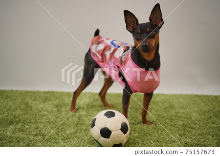 Miniature Pinscher siblings soccer costume Japan national team Photo 105 75157673