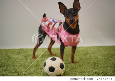 Miniature Pinscher siblings soccer costume Japan national team Photo 106 75157674