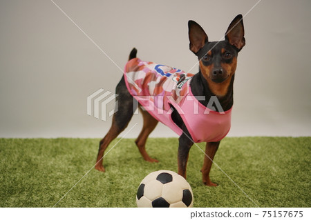 Miniature Pinscher siblings soccer costume Japan national team Photo 107 75157675