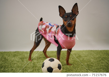 迷你平歇兄弟姐妹足球服裝日本國家隊照片108 75157676