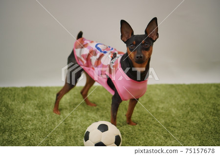 迷你平歇兄弟姐妹足球服裝日本國家隊照片110 75157678