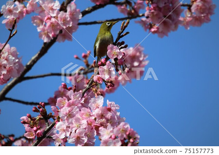 麻美山公園河津櫻與白眼 麻美山公園河津櫻與白眼 75157773