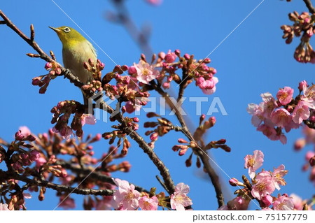 Mami Hill Park Kawazu Sakura and White-eye Mami Hill Park Kawazu Sakura and White-eye 75157779