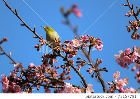 麻美山公園河津櫻與白眼 麻美山公園河津櫻與白眼 75157781