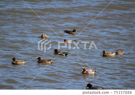 A herd of female and male wigeons swimming in a winter river 75157888