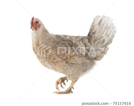 brown chicken isolated on a white background. brown chicken isolated on a white background. 75157919