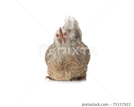 Sitting chicken isolated on white background. Sitting chicken isolated on white background. 75157922