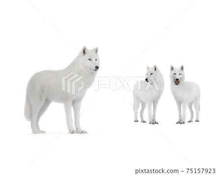 Polar wolfs isolated on a white background. Polar wolfs isolated on a white background. 75157923