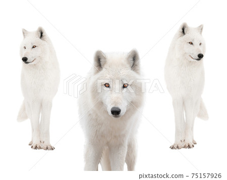 Polar white wolfs in the snow isolated on white background. Polar white wolfs in the snow isolated on white background. 75157926