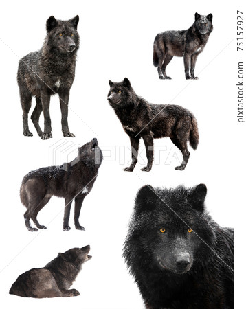 collage of wolves winter isolated on a white background. collage of wolves winter isolated on a white background. 75157927